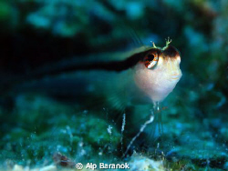 Little gobby from Bodrum/Turkiye by Alp Baranok 